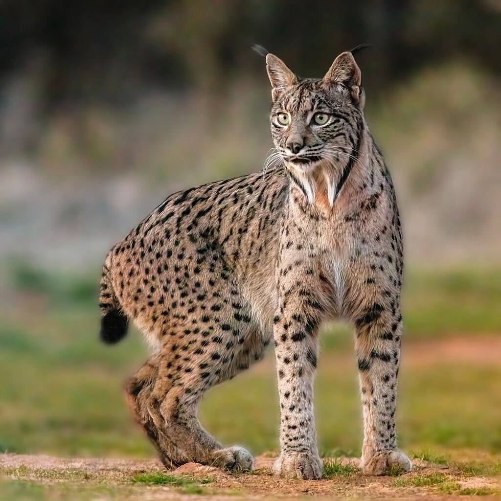 photo of an Iberian lynx (Lynx pardinus)