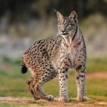 photo of an Iberian lynx (Lynx pardinus)